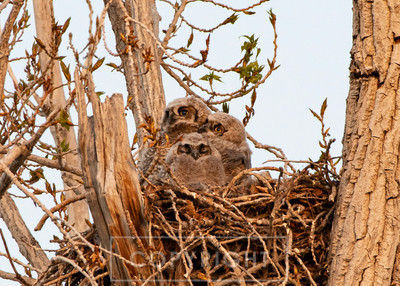 great horned owlets