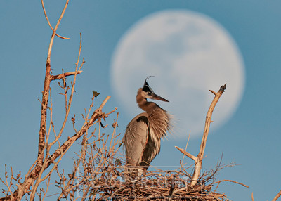 big moon blue heron