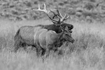 tule elk 2 copyprint