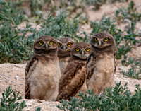 burrowing owl 4 of a kind