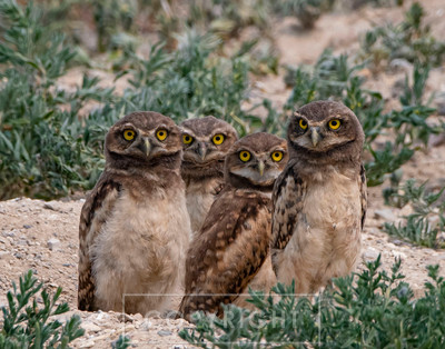 burrowing owl 4 of a kind
