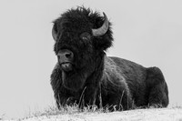 buff bw print