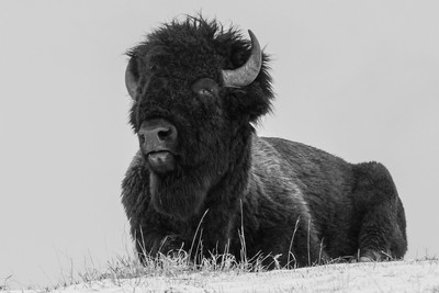 buff bw print