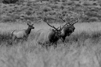 tule elk copyprint