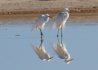 mirror egrets