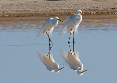 mirror egrets