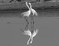 _SJS5598 copybw