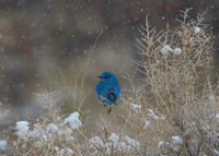 bluebird
