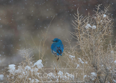 bluebird