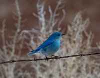 mountain blue bird