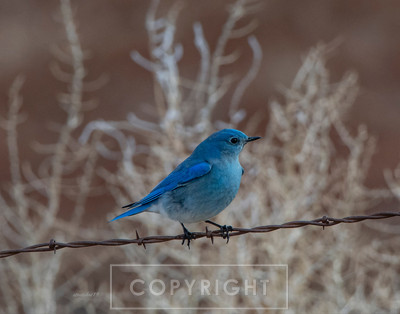 mountain blue bird