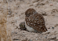 burowing owl mom