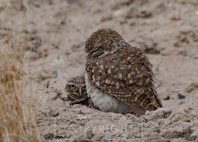 burowing owl mom