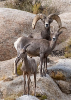 bighorn sheep family