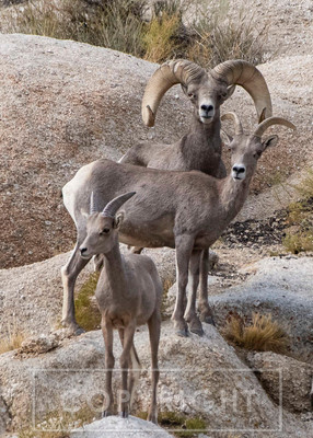 bighorn sheep family