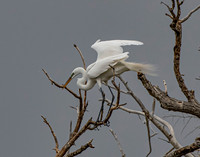 egret tree