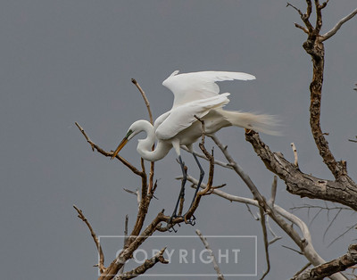 egret tree