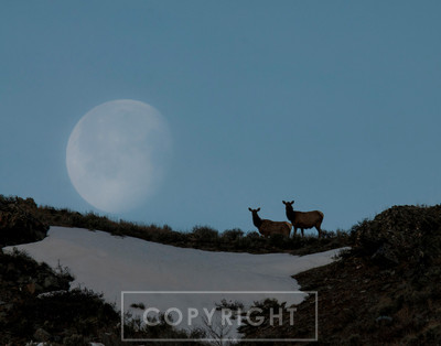 elk moonset