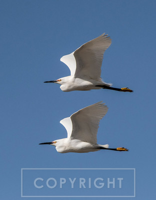 flying egrets