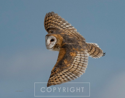 barn owl in flight