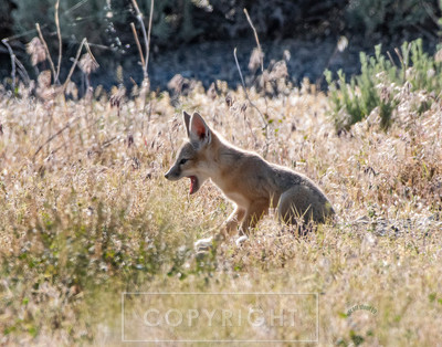 kit fox pup yawn