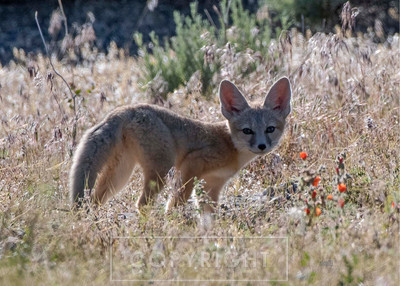 kit fox pup and mallow wildflowers