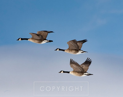 Canada geese in flight