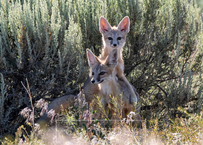 kit fox pups