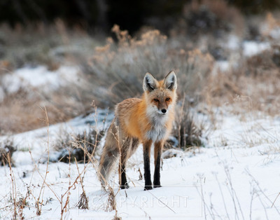Montana fox