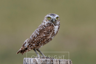 burrowing owl stare