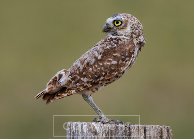 burrowing owl posed