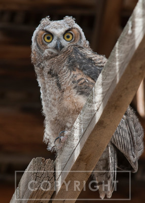 great horned owlet stare
