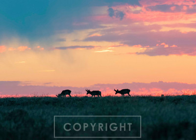 pronghorn sunset