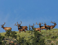 flock of bulls$