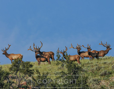 flock of bulls$