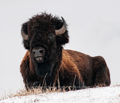king buffalo