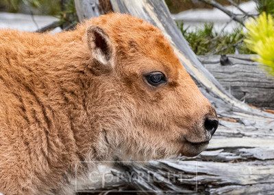 calf1