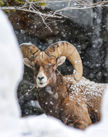 bighorn ram in snow