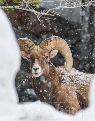 bighorn ram in snow