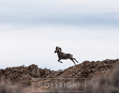 flying bighorn