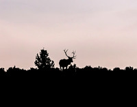 dawn bull