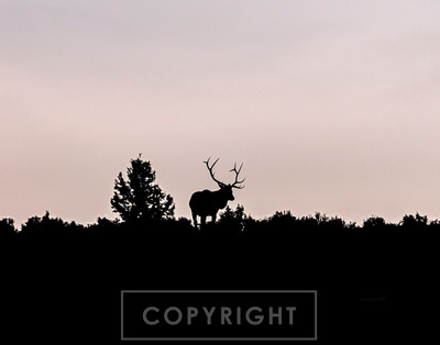 dawn bull