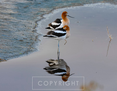 avocet mirror