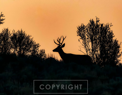 lastlite buck