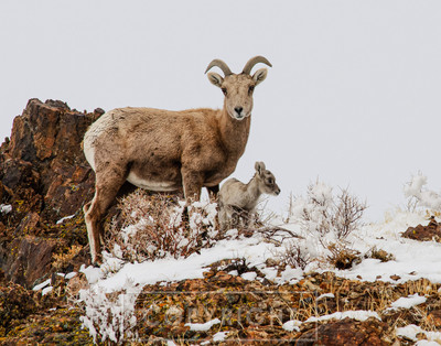 new snow new desert bighorn