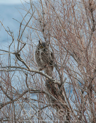 great horn owls