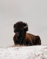 buffalo portrait