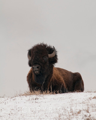 buffalo portrait