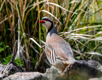 chukar in the grass