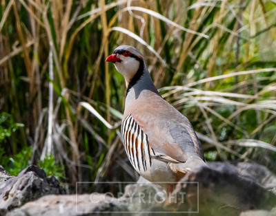chukar in the grass